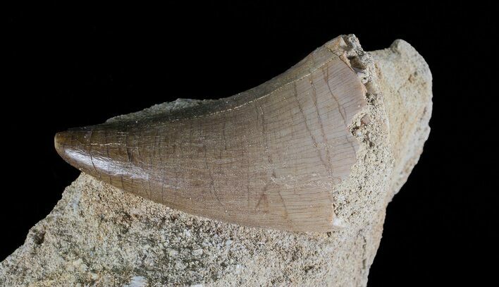 Mosasaur (Prognathodon) Tooth In Rock #70412